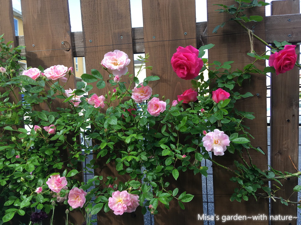 育て方 Clつるローズうらら Cl Roseurara ショッキングピンクの育てやすいつるバラ Misa S Garden With Nature