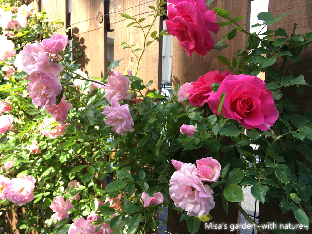 育て方 Clつるローズうらら Cl Roseurara ショッキングピンクの育てやすいつるバラ Misa S Garden With Nature