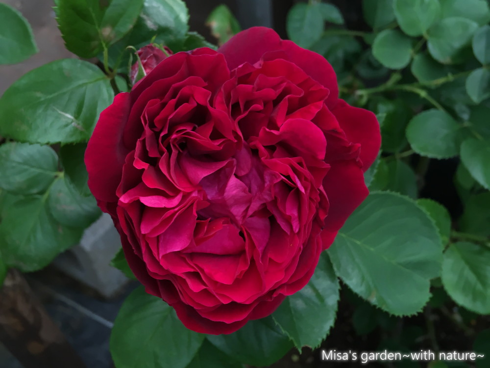 育て方 オールドローズ Hpブラックプリンス Black Prince Misa S Garden With Nature