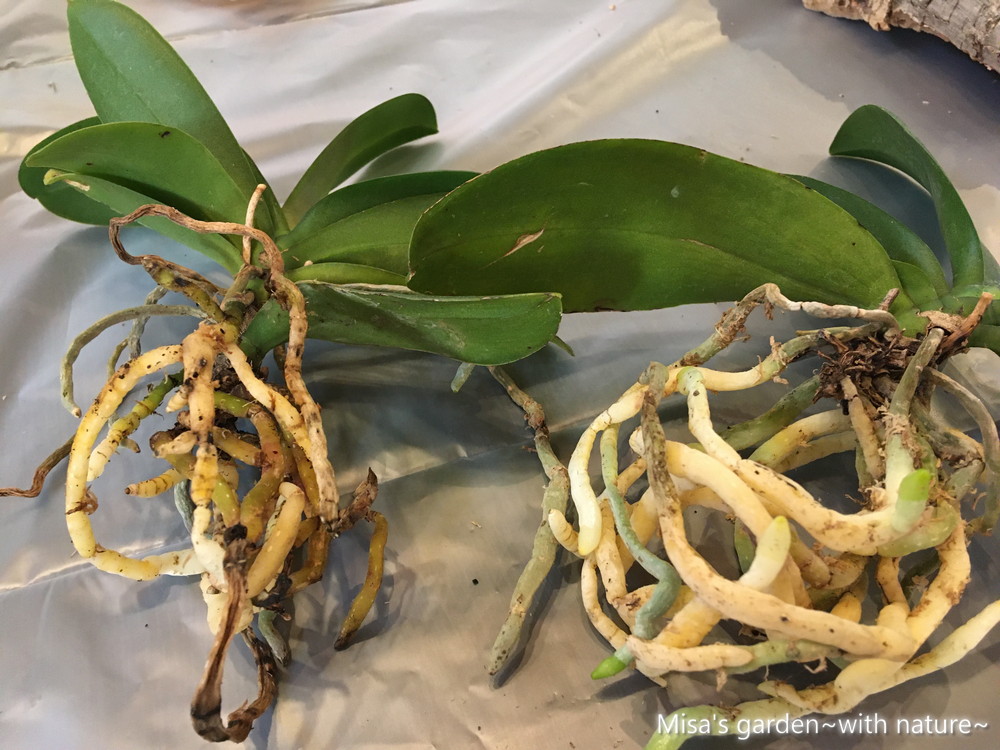 胡蝶蘭 コチョウラン のコルク付けに挑戦 Misa S Garden With Nature