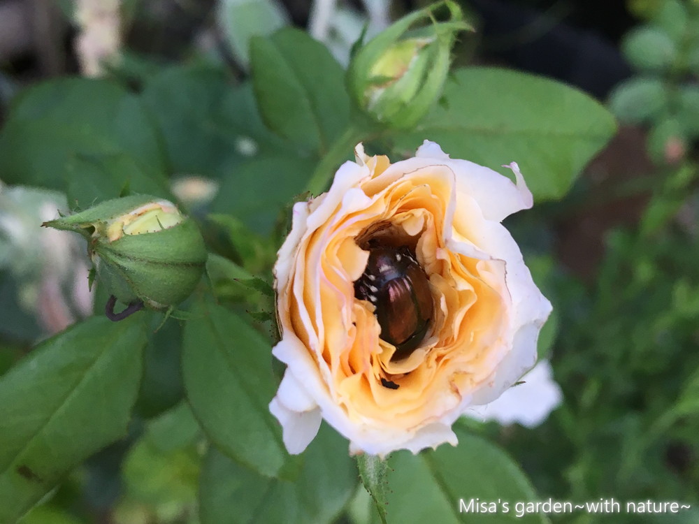 有機栽培 Organicにシフトチェンジpart 有機栽培のリスクとリターン一年間のまとめ ページ 2 Misa S Garden With Nature 有機栽培 Organicにシフトチェンジpart 有機栽培のリスクとリターン一年間のまとめ ページ 2 Misa S Garden With Nature