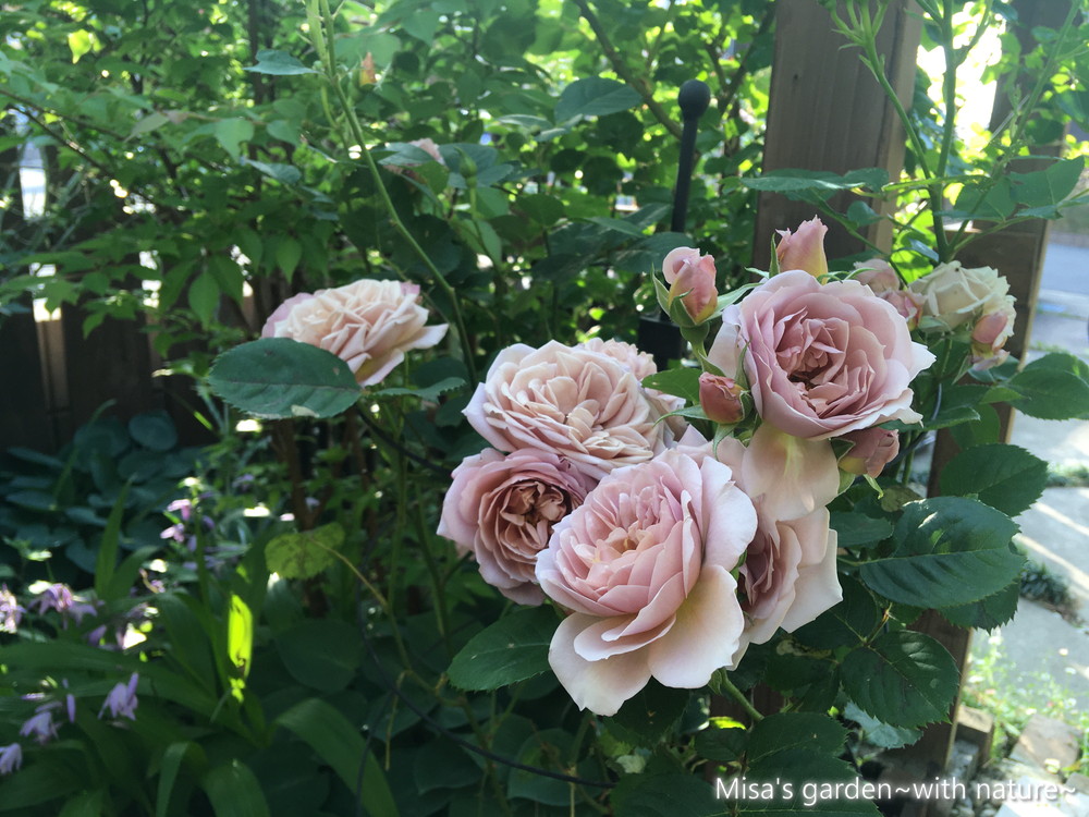 育て方】いおり（ioli）アンティークな雰囲気の和バラ | Naturalist garden