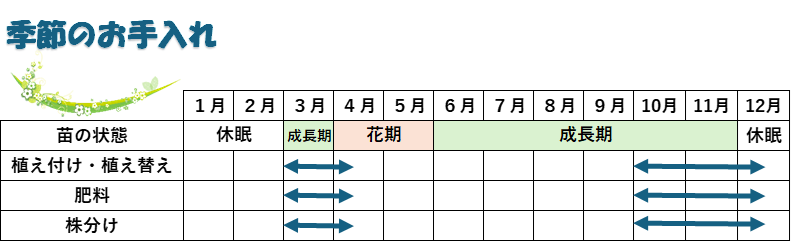 アジュガ育て方											
